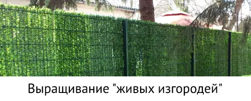 забор 3Д сетка, живая изгородь